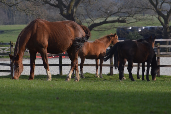 Feeding Pregnant Mare Cumshot Brushes