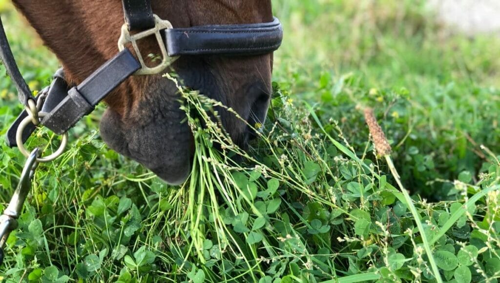 A horse eating grass in the pasture