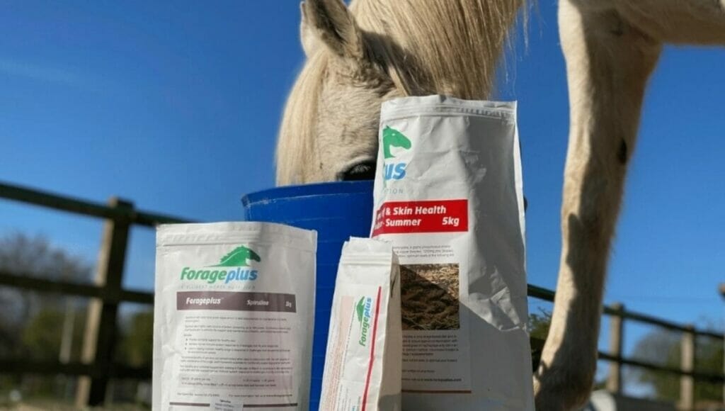 A horse eating spirulina in it's bucket feed