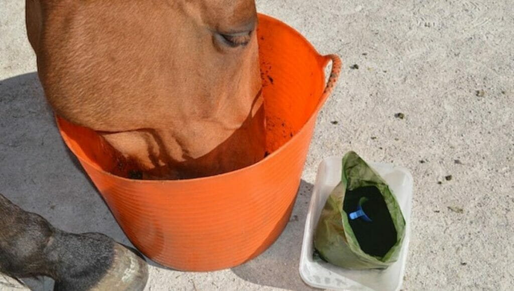 a horse eating spirulina from its bucket feed