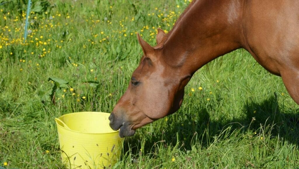 A horse with beetroot powder in its bucket feed
