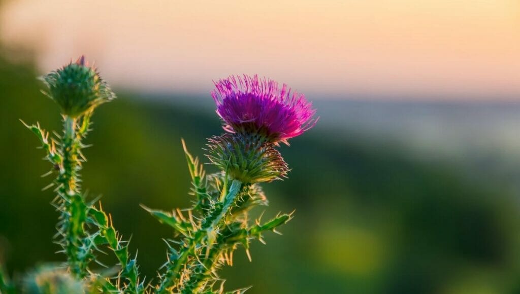 A close up of the milk thistle flower