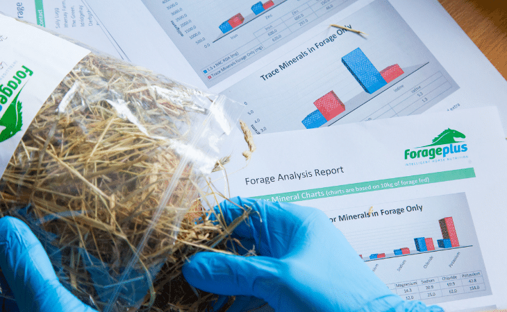 analysis services for horses