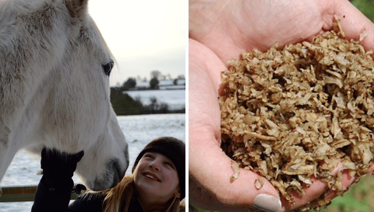 beet pulp for horses