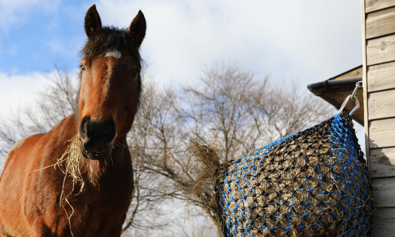 horse eating analysed hay