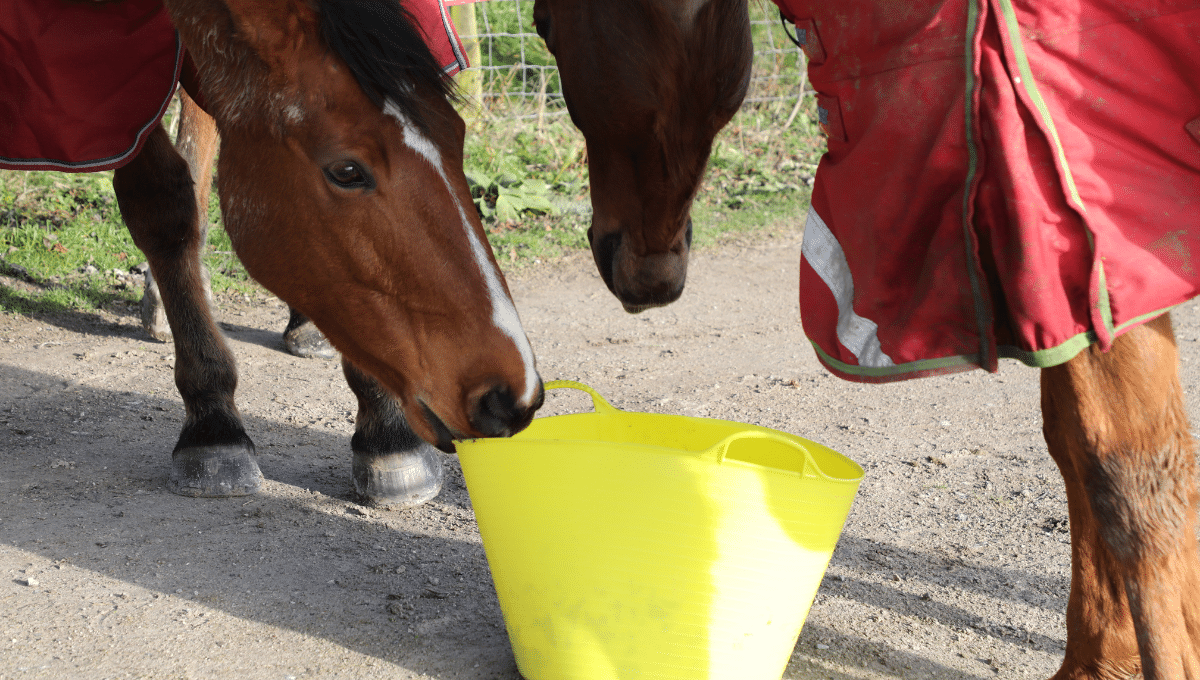horses feeding with yellow bucket