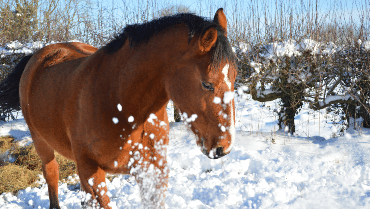 horse in the winter snow