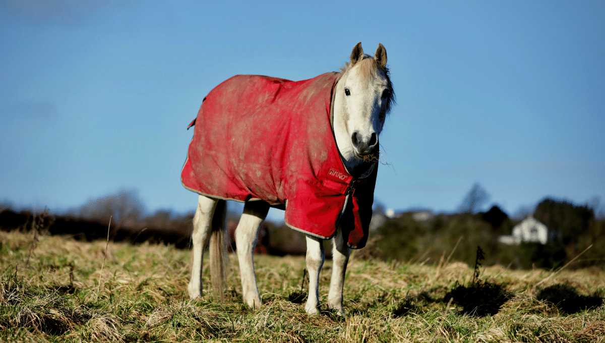 laminitic horse in pasture
