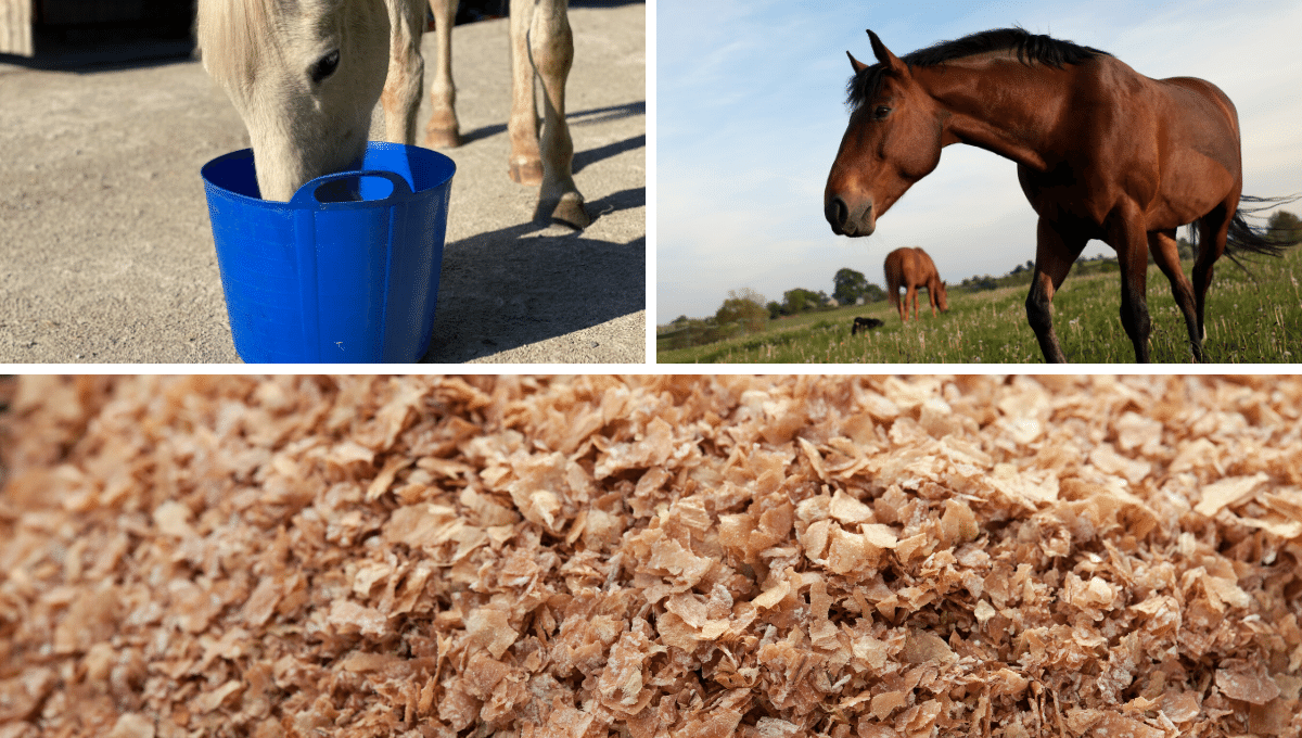 wheat bran and horses feeding