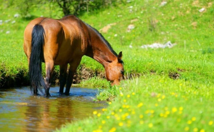 test water horse drinking stream