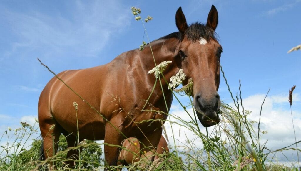 A horse grazing in a field with high phosphorous levels