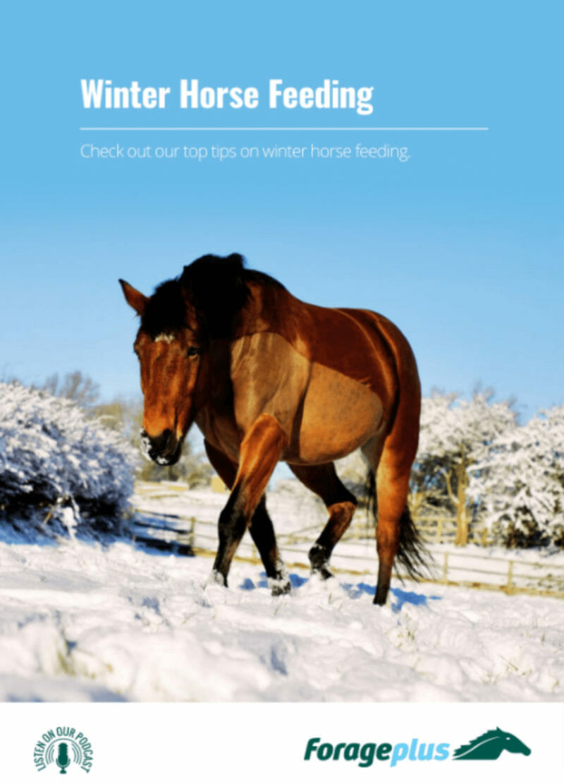 Winter Horse Feeding - eBook