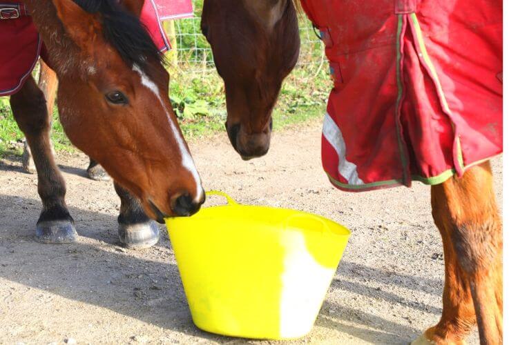 Feeding Minerals for Horses Vitamin and Mineral Supplements