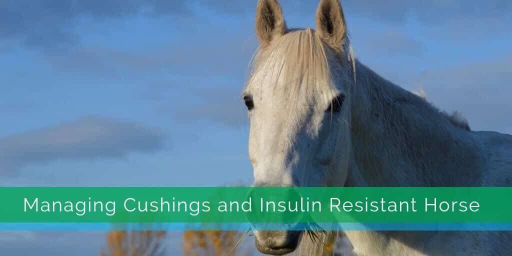 Managing Cushings and Insulin Resistant Horse