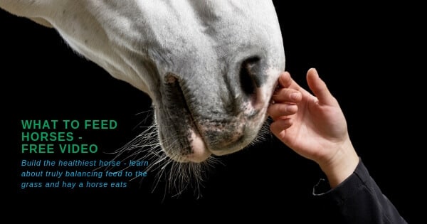 What to feed horses - free video