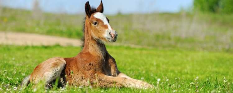 rådgivning om fodring af unge heste Foderplus