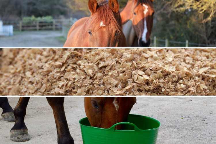 Should I feed wheat bran to my horse Forageplus