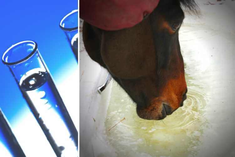 Analyse the water my horse drinks Forageplus