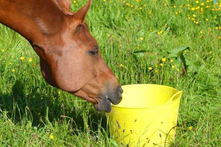 Can I feed my horse too much selenium Forageplus