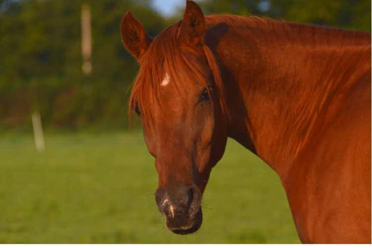 protein ration in equine diet