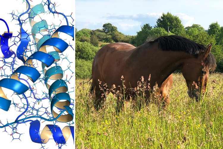Five reasons to understand horse protein Forageplus