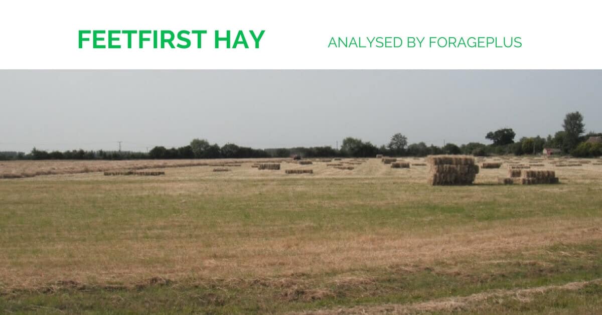 Feetfirst Horse Hay analysed by Forageplus