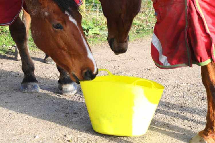 Iron in horse feed balancers - a Forageplus research study
