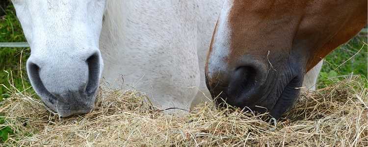 Know how much hay to feed your horse – hay analysis