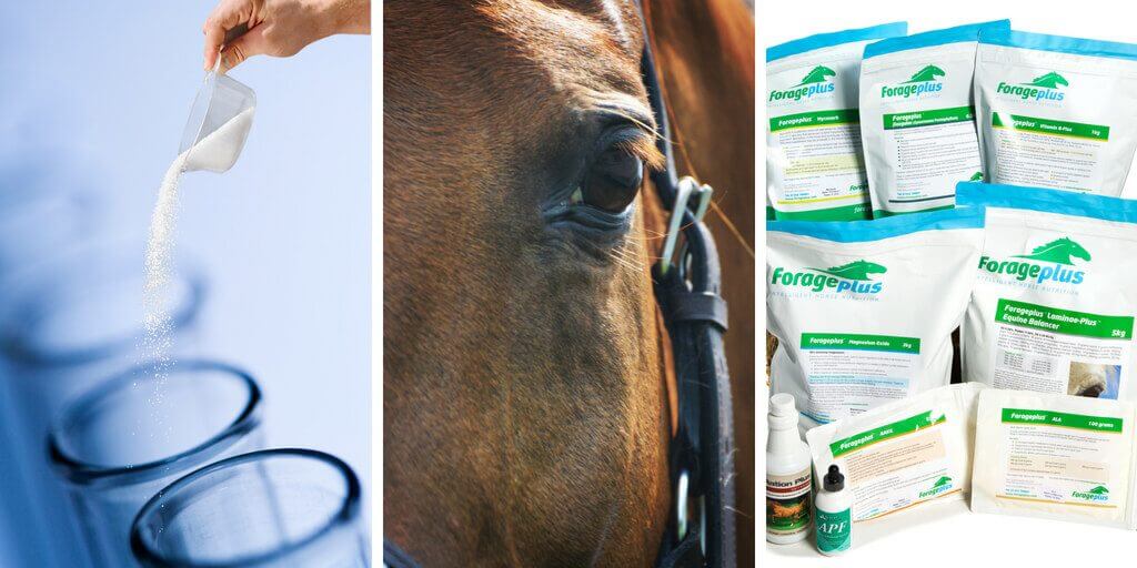 Forageplus Best Quality Horse Feed Ingredients