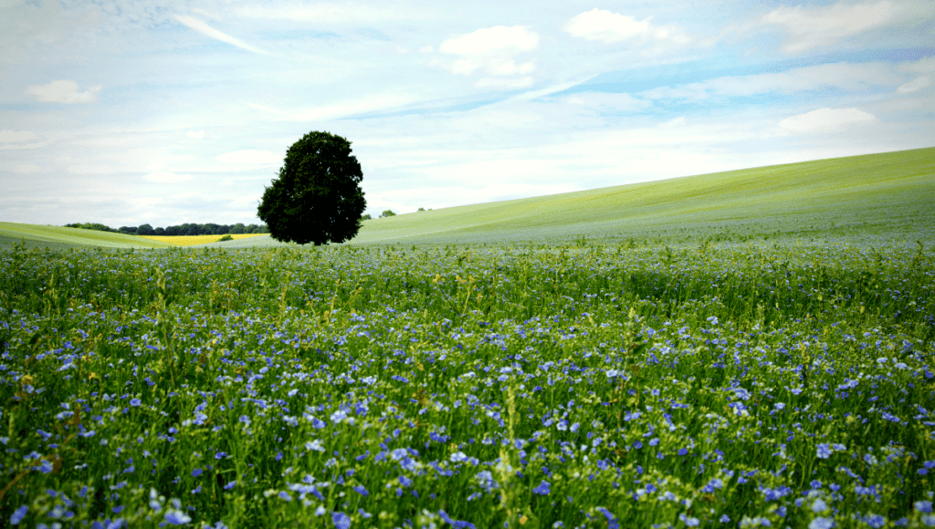 field of linseed - 2