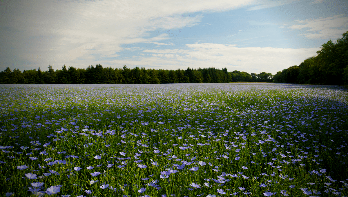 field of linseed
