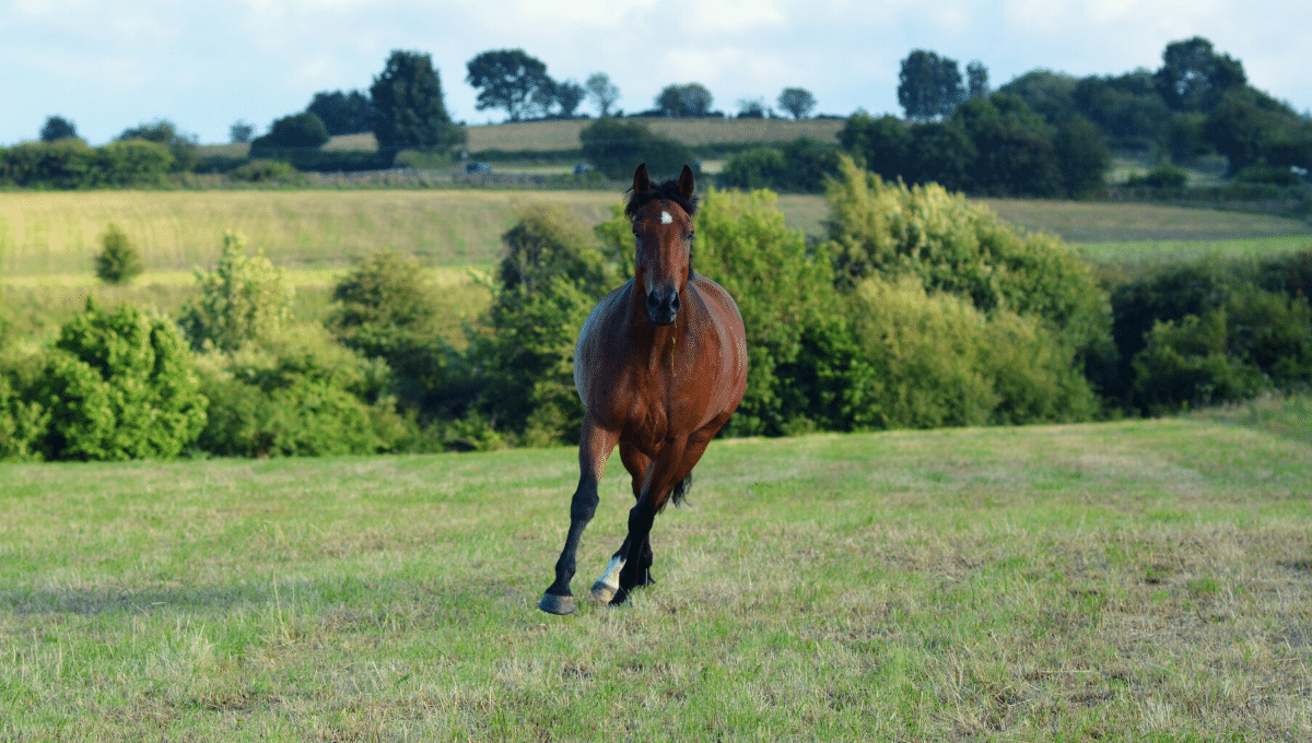 horse galloping in pasture