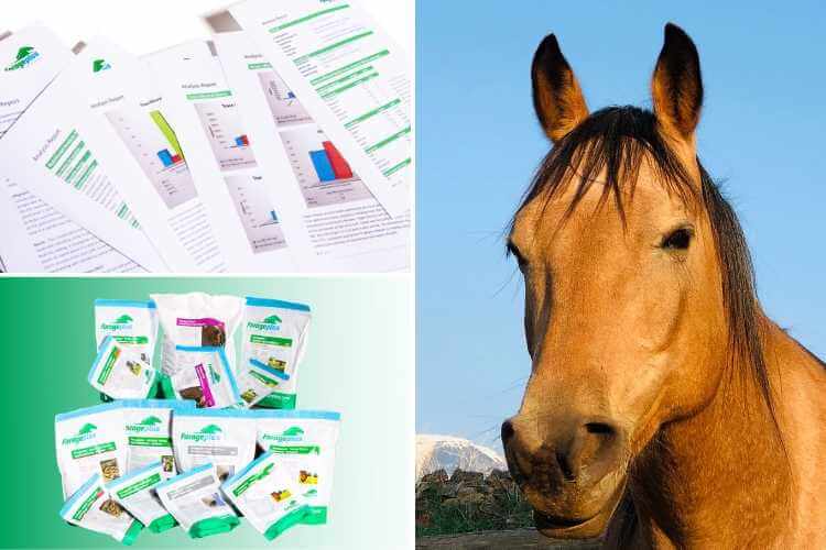 Feed Balanced Horse Vitamins and Minerals - Forageplus