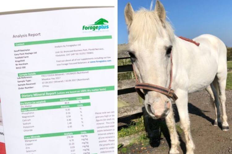 Horse sensitive to sugar forage analysis