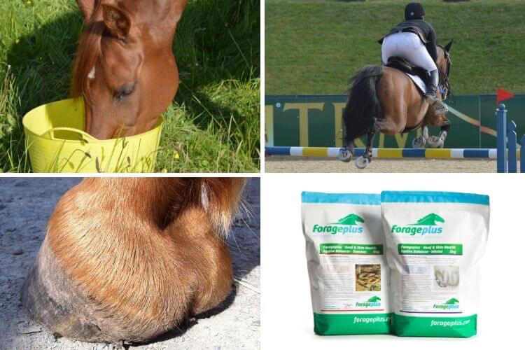Best horse hoof supplements | Forageplus