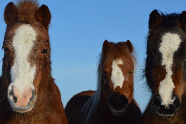 5 Dangers Of High Iron Levels For Horses Mad Barn