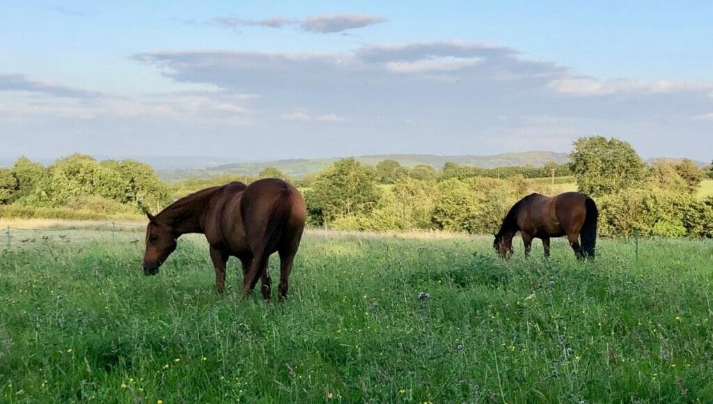 Two horses grazing in the pasture after a grass analysis