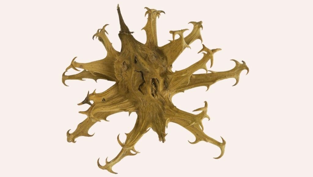 A close up of Devils Claw Root for Horses