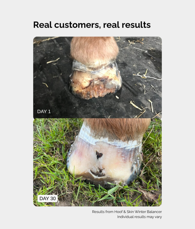 A customer testimonial showing the before and after images from using our Hoof & Skin Balancer.