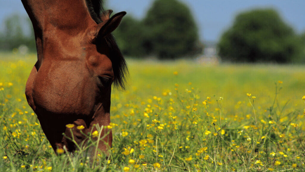 A horse grazing in the summer pasture.