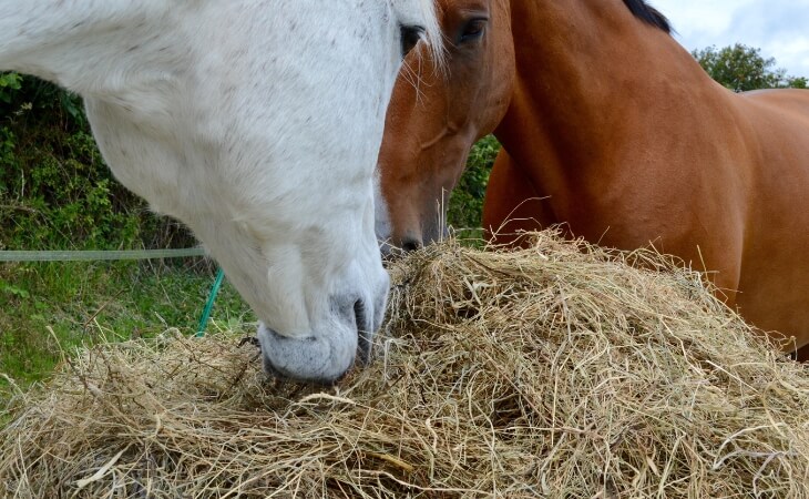 Two horses enjoying their low sugar meadow hay.