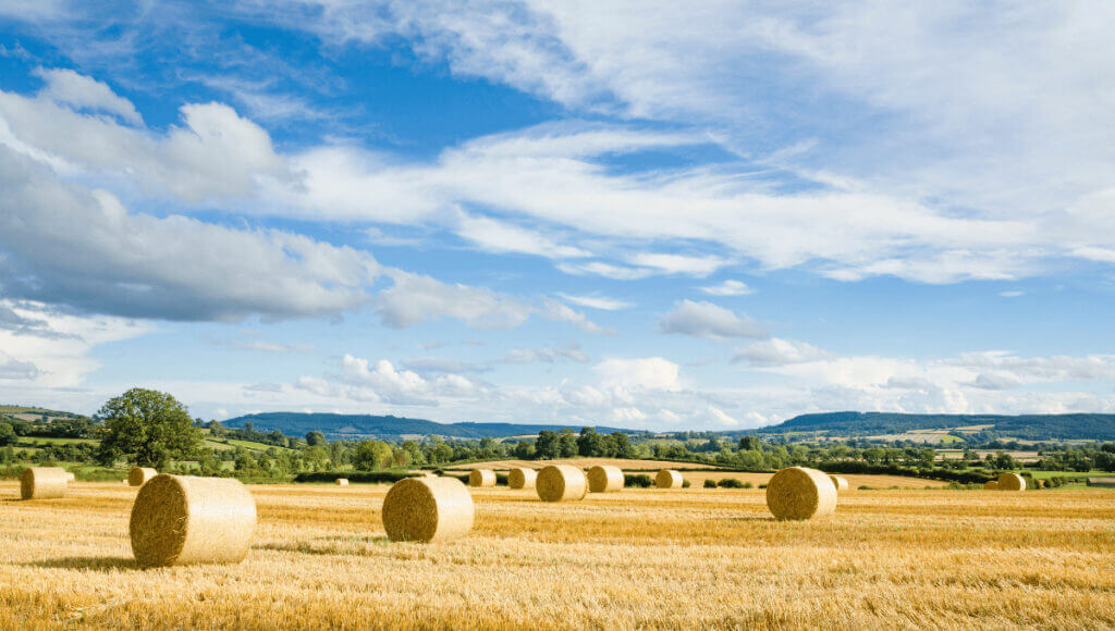 A field of harvested hay