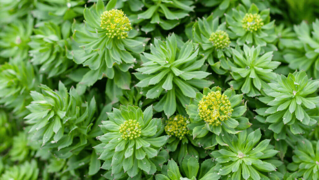 A close up of Rhodiola rosea used in the formulation of APF for horses.