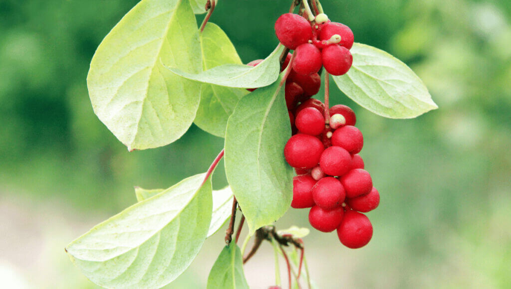 A close up of Schisandra chinensis used in the formulation of APF for horses.