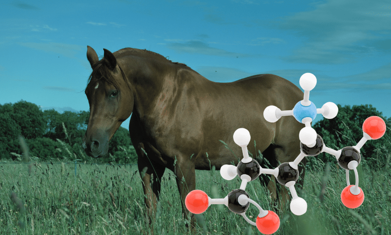 amino acids and horse