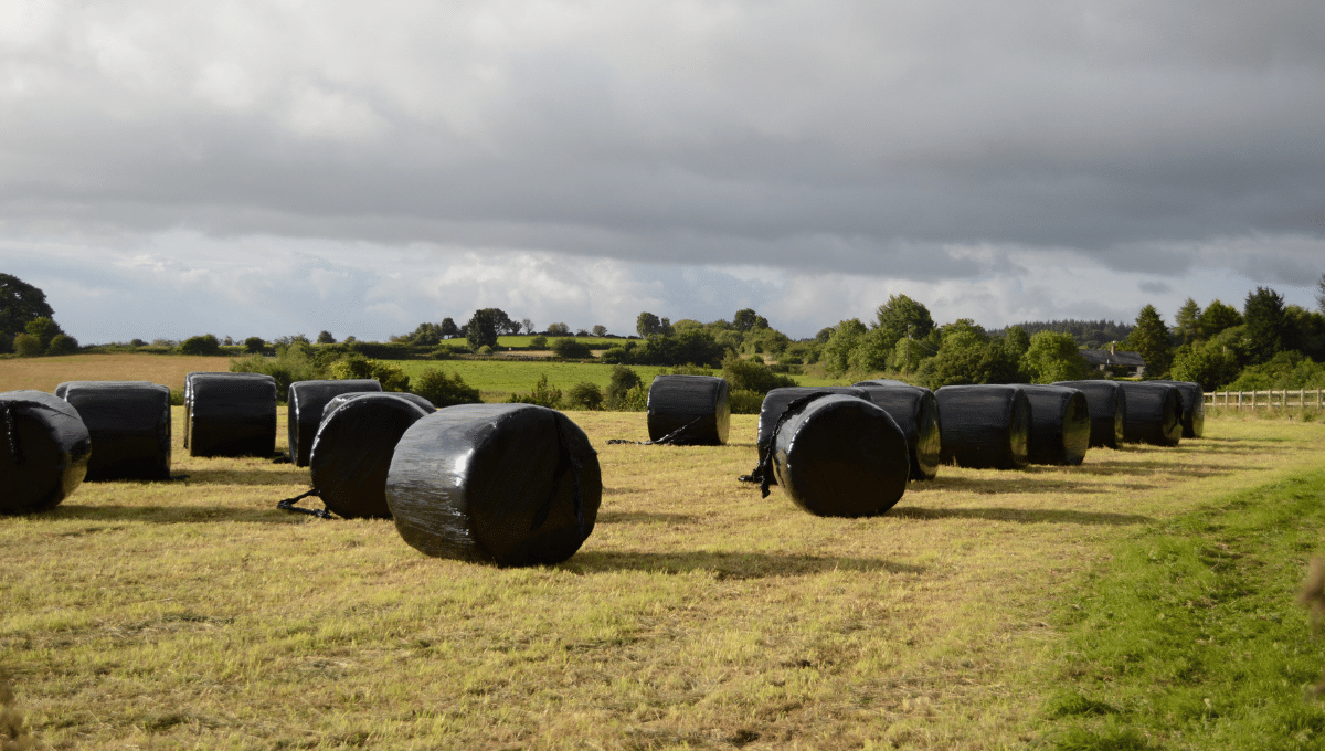 baled hay in a field