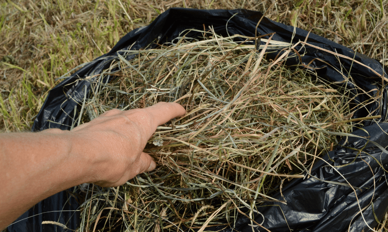 hay analysis sample