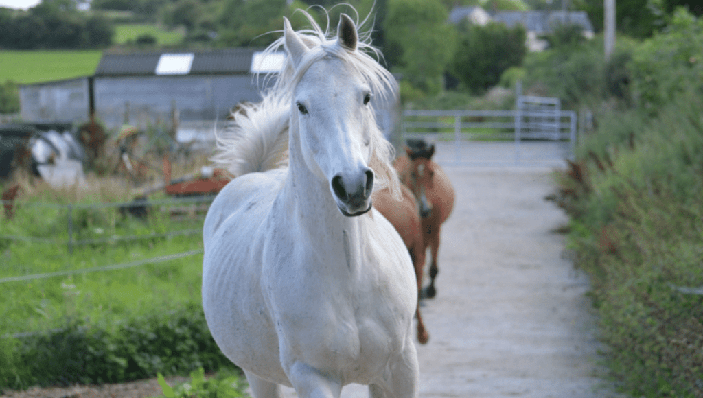 white horse trotting 