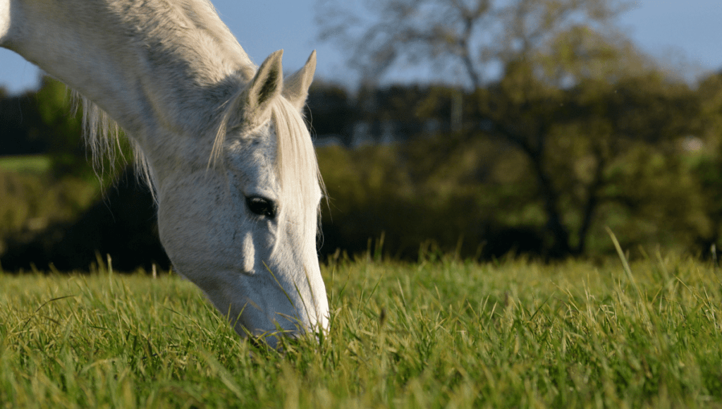 horse grazing in field