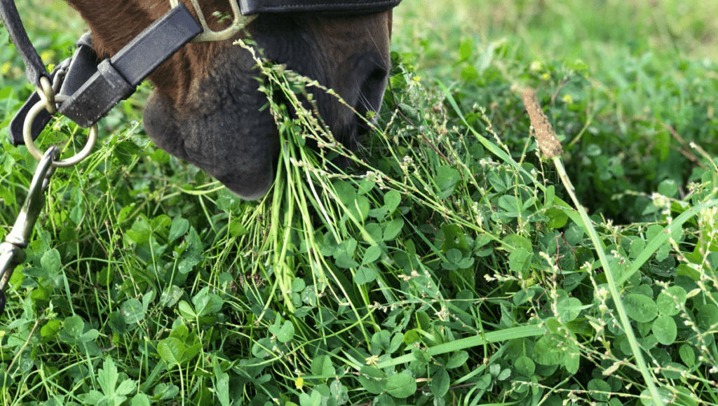 horse grazing